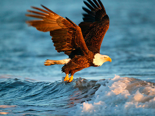 Animals Jigsaw Puzzle - Eagle online Puzzle game