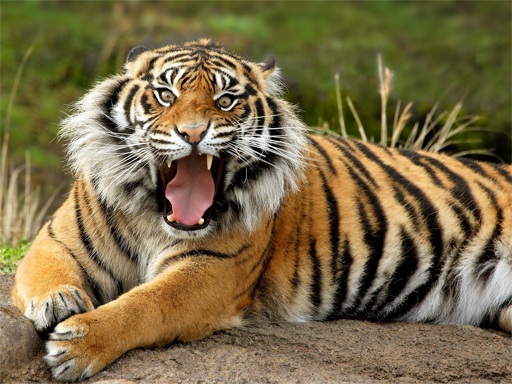 Animals Jigsaw Puzzle - Tiger online game