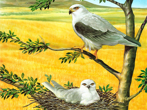 Birds of Prey Puzzle online game
