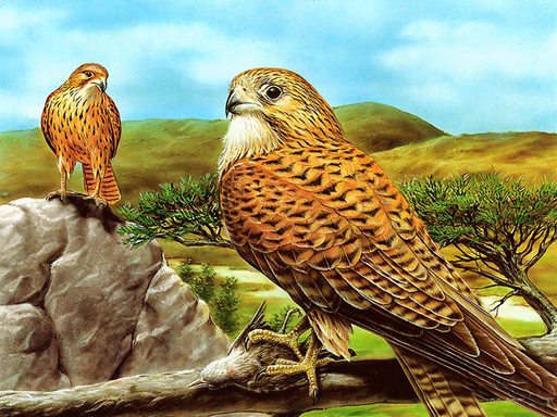 Birds of Prey Slide online Puzzle game
