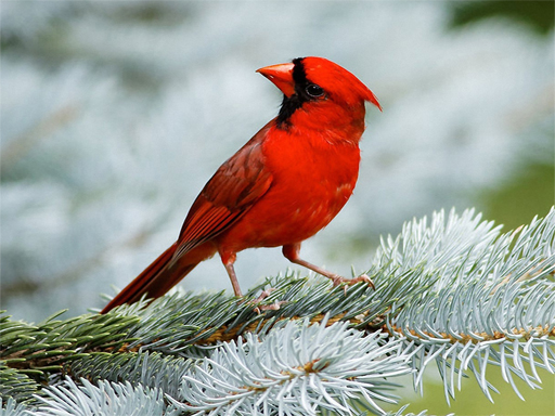 Birds Puzzle online Puzzle game