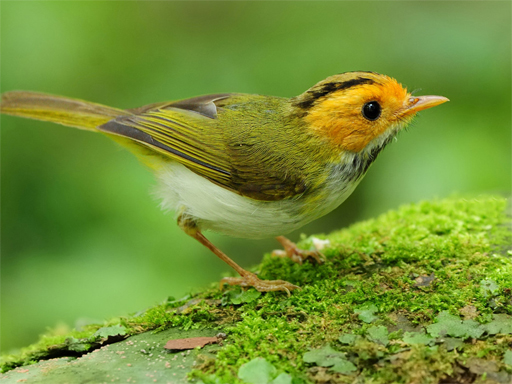 Birds Slide online Puzzle game