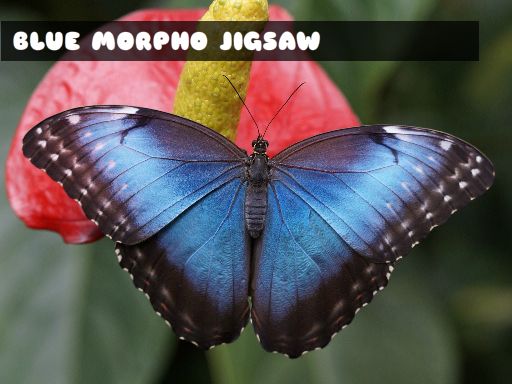 Blue Morpho Butterfly Jigsaw online game