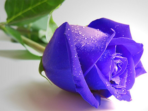 Blue Roses Puzzle online game