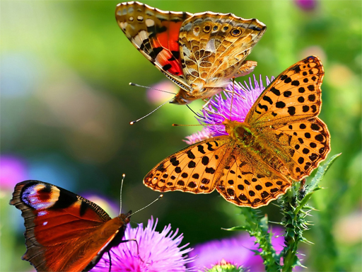 Butterfly Slide online Puzzle game