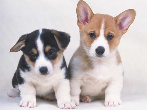 Cute Puppies Puzzle online game