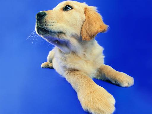 Funny Cats and Dogs Jigsaw Puzzle online game
