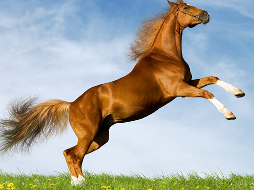Horse Slide online game