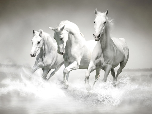 Horses Puzzle online game