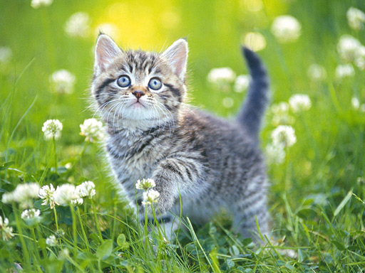 Kittens Jigsaw Puzzle Collection online game