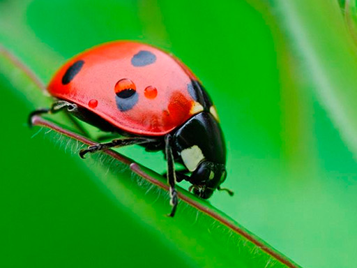 Ladybug Match3 online game