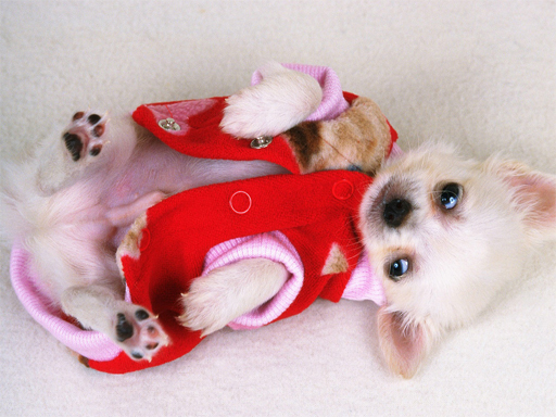 Lovely Puppy Slide online game
