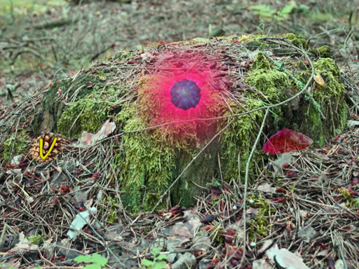 Mysterious Password Forest - Autumn Edition 2 online game