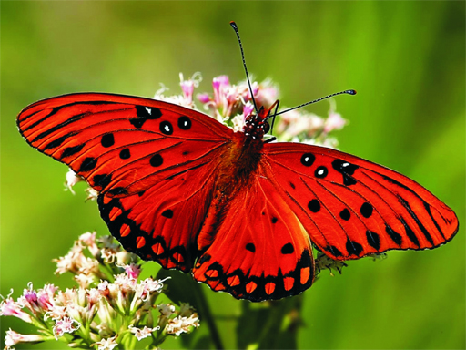 Nature Jigsaw Puzzle - Butterfly online game