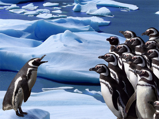 Penguins Slide online game