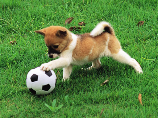 Playful Puppy Outdoor Puzzle online game