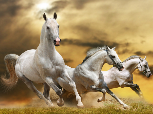 Running Horse Slide online Puzzle game