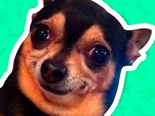 What meme dog are you ? online game