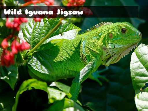 Wild Iguana online game