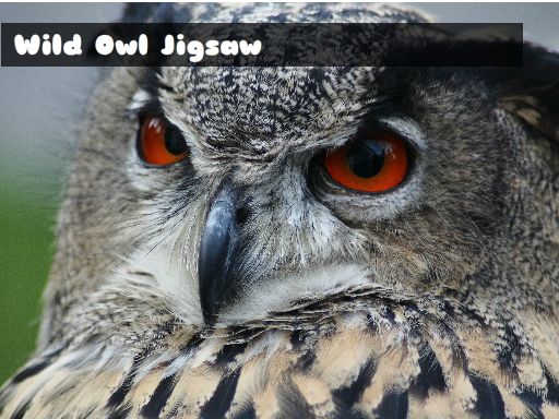 Wild owl Jigsaw online game