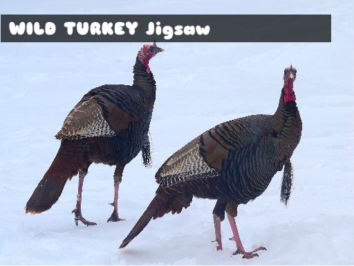 Wild Turkey Jigsaw online game
