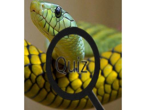 Wildlife Animal Trivia:Test Your Knowledge! online Puzzle game