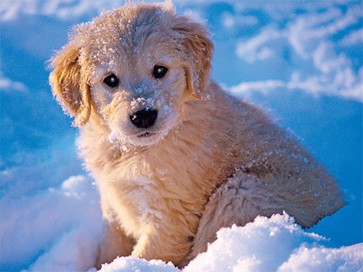 Winter Pets Puzzle online Puzzle game